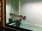 Golden pearl arowana