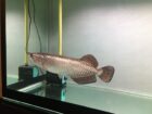 Golden pearl arowana