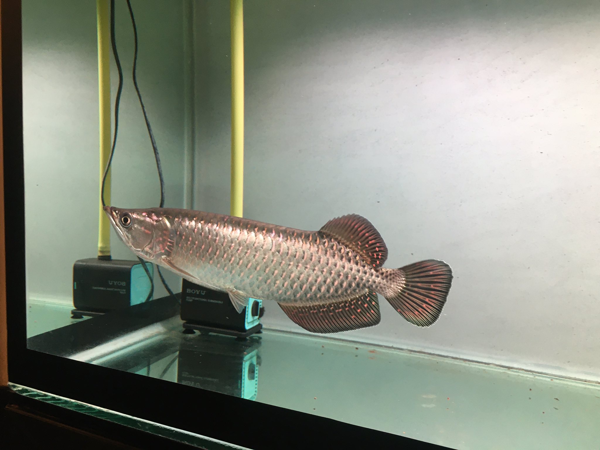 Golden pearl arowana