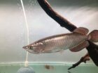 Golden pearl arowana
