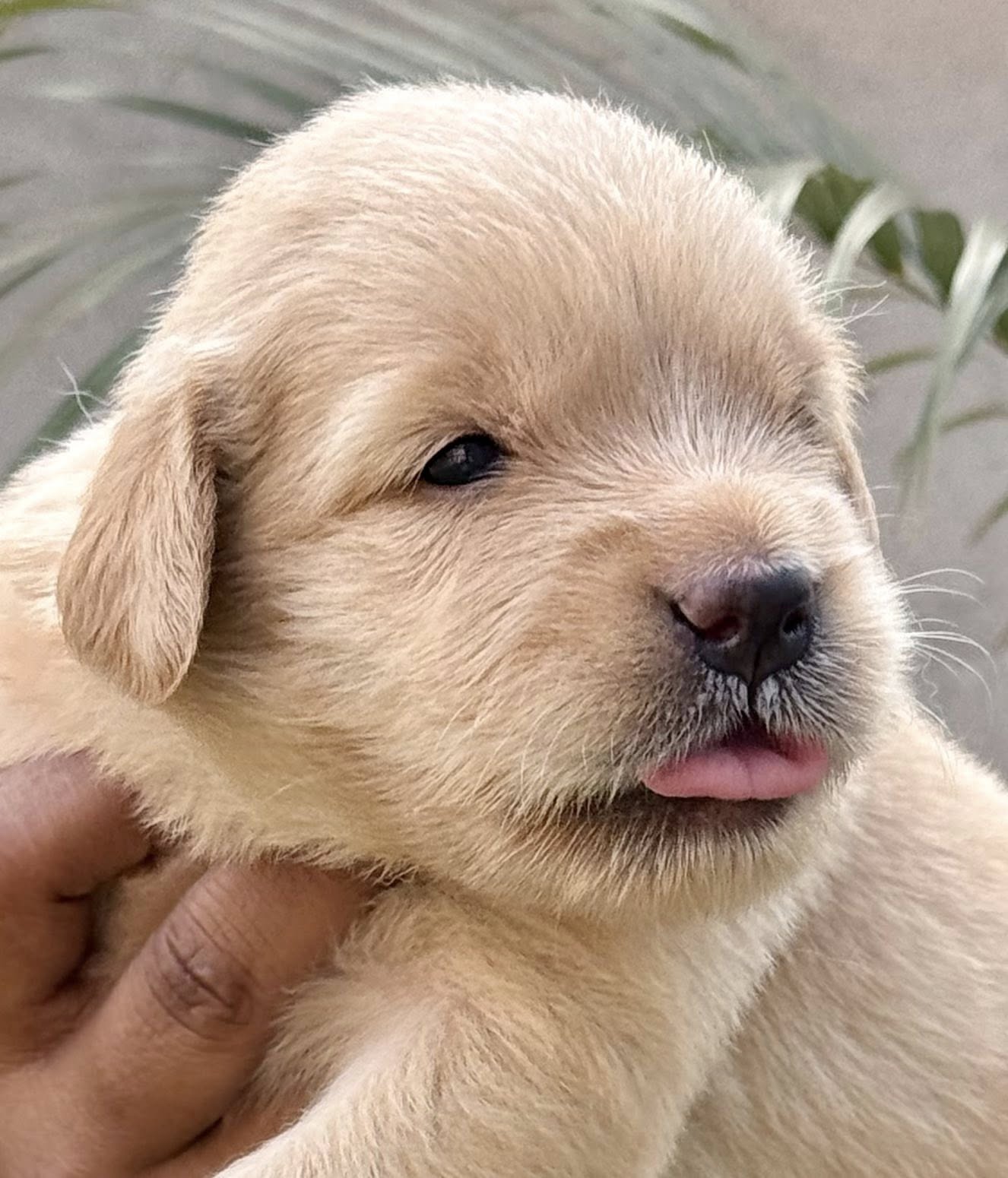 Golden Retriever puppies available