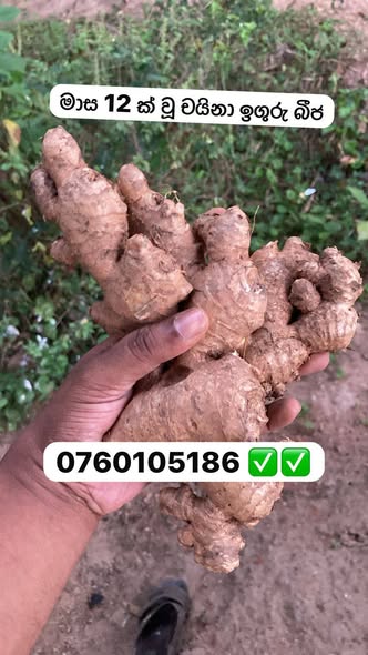 රැංගුන් / චයිනා ඉගුරු බීජ