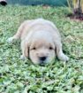 Golden Retriever puppies available