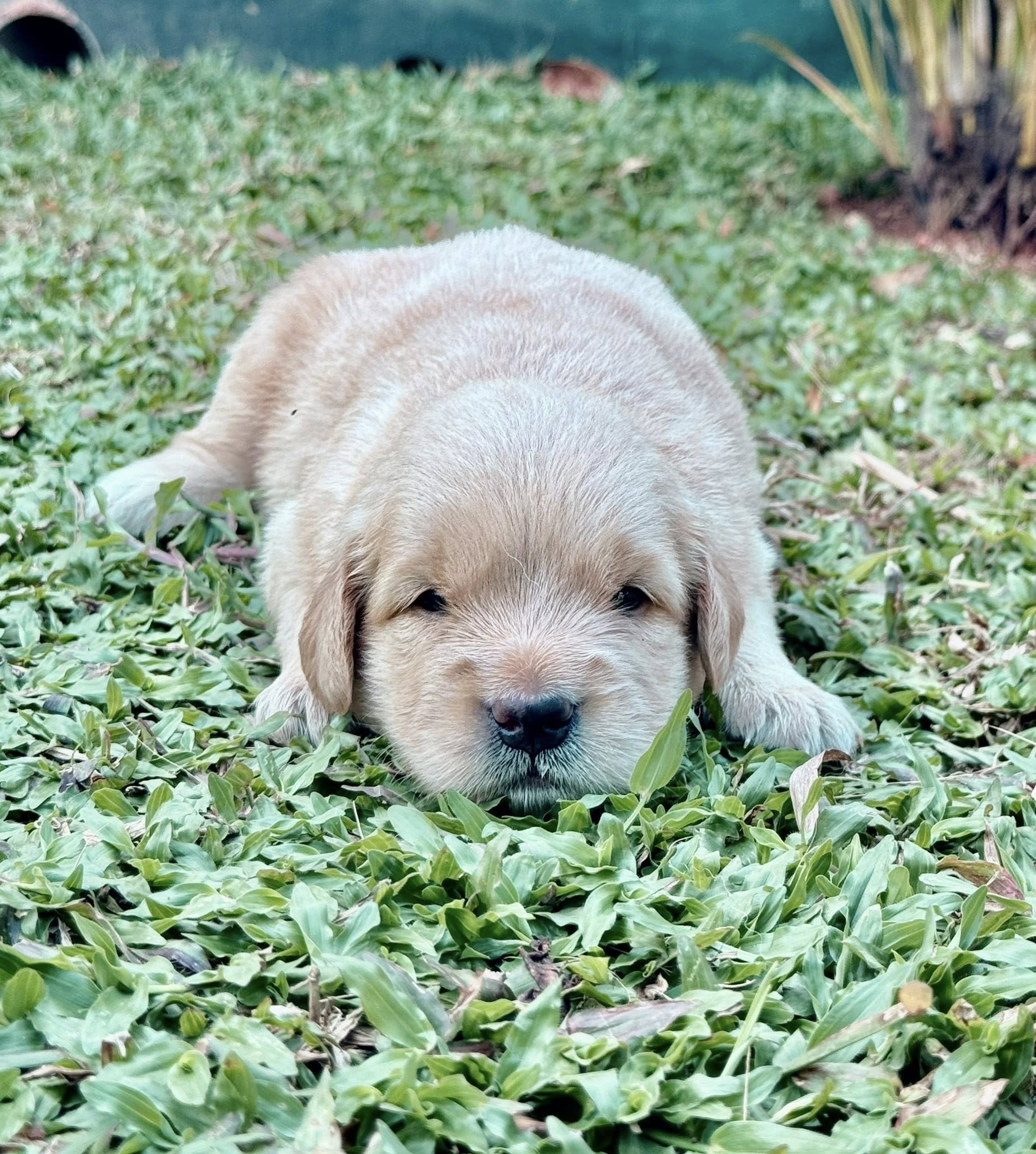 Golden Retriever puppies available