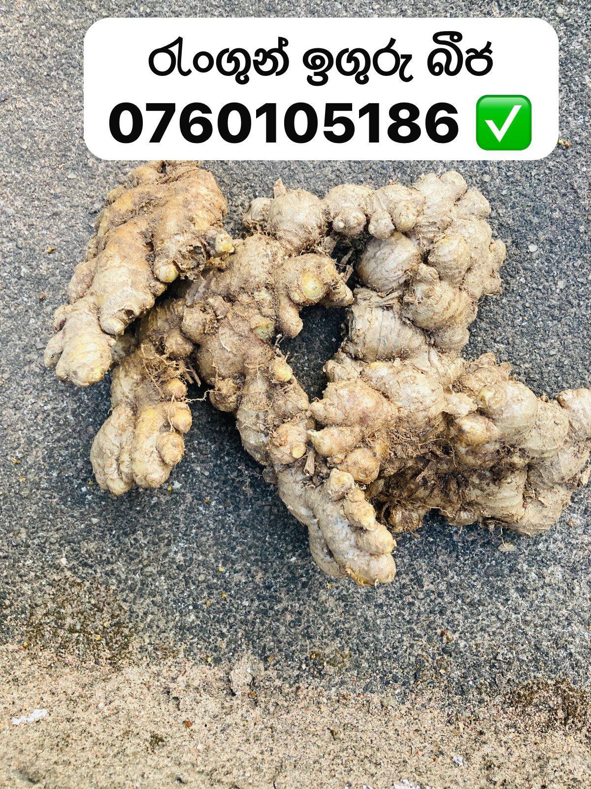 රැංගුන් / චයිනා ඉගුරු බීජ