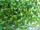 MICH HY F1 හීන් මිරිස් Tray පැල