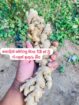 රැංගුන් / චයිනා ඉගුරු බීජ