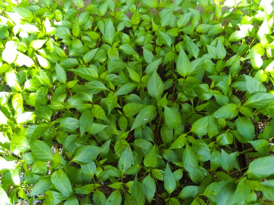 MICH HY F1 හීන් මිරිස් Tray පැල
