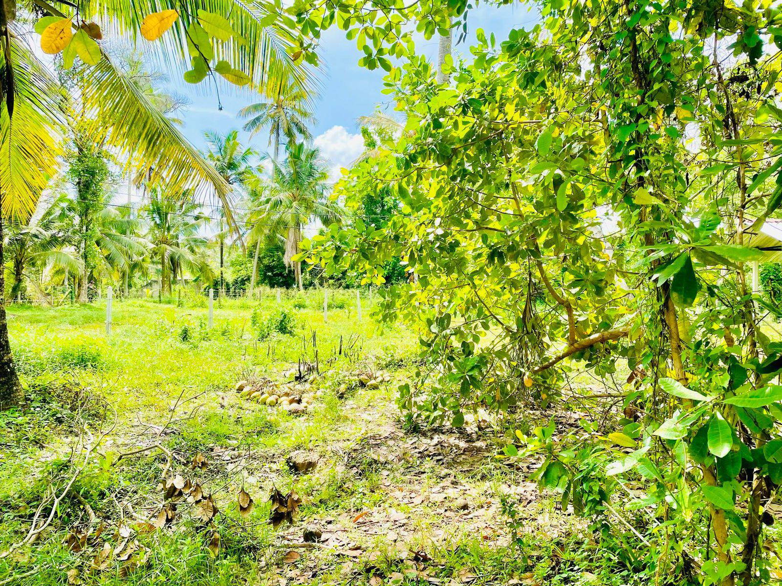 Lunuwila /wennappuwa පර්චස් 30ක් විකිනිමට ඇත