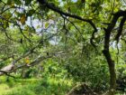 Lunuwila /wennappuwa පර්චස් 30ක් විකිනිමට ඇත