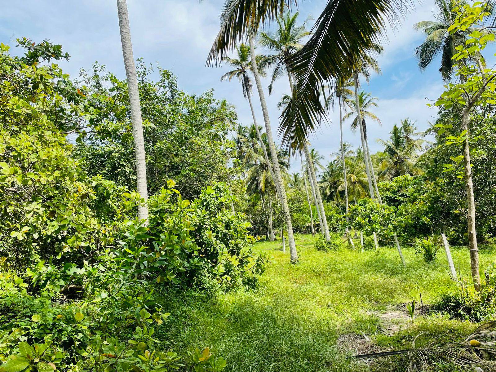 Lunuwila /wennappuwa පර්චස් 30ක් විකිනිමට ඇත