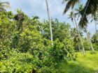 Lunuwila /wennappuwa පර්චස් 30ක් විකිනිමට ඇත