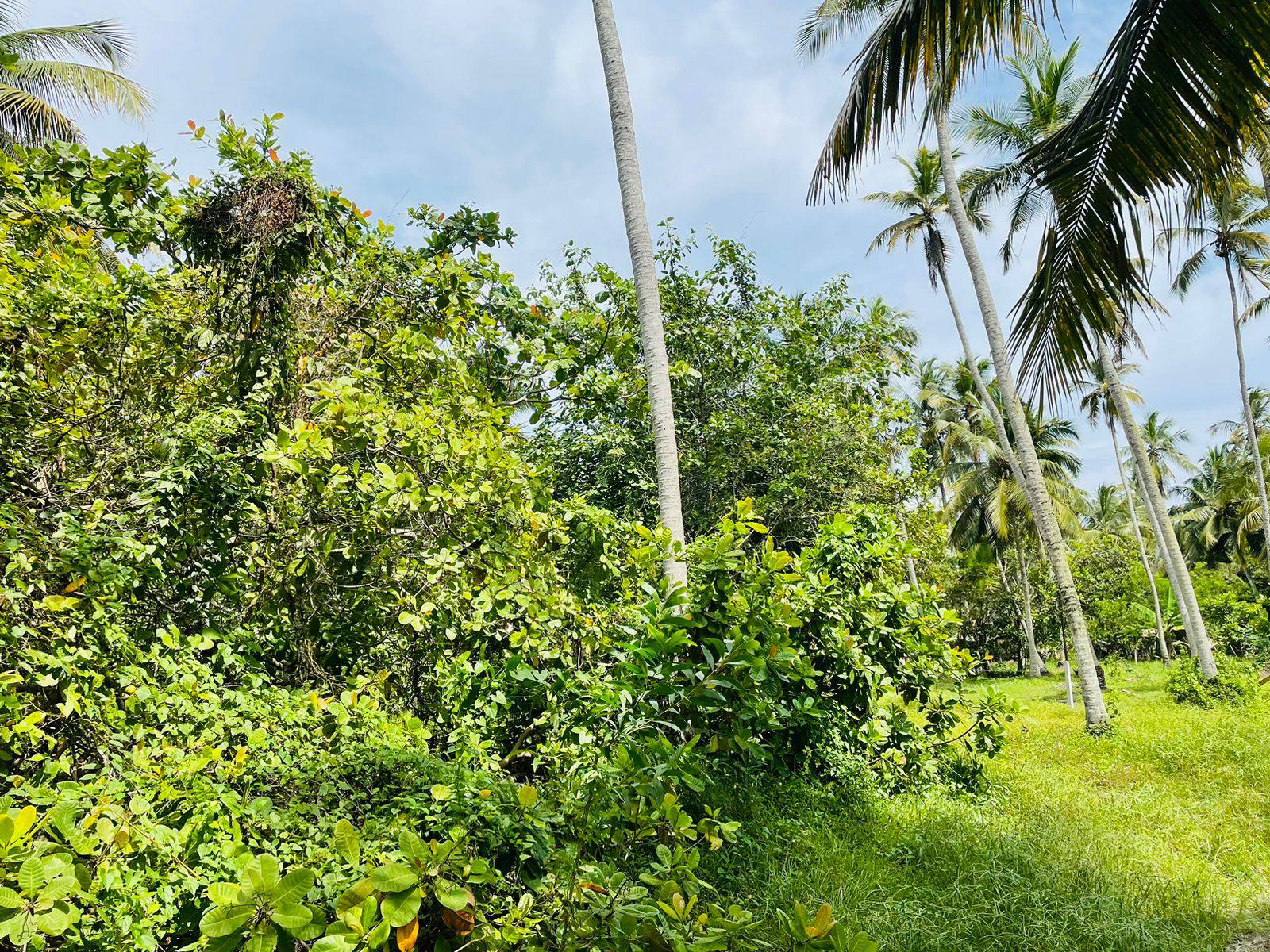 Lunuwila /wennappuwa පර්චස් 30ක් විකිනිමට ඇත