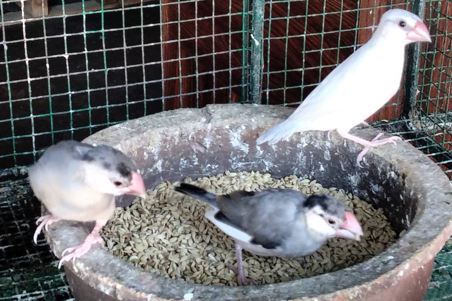 ජාවා