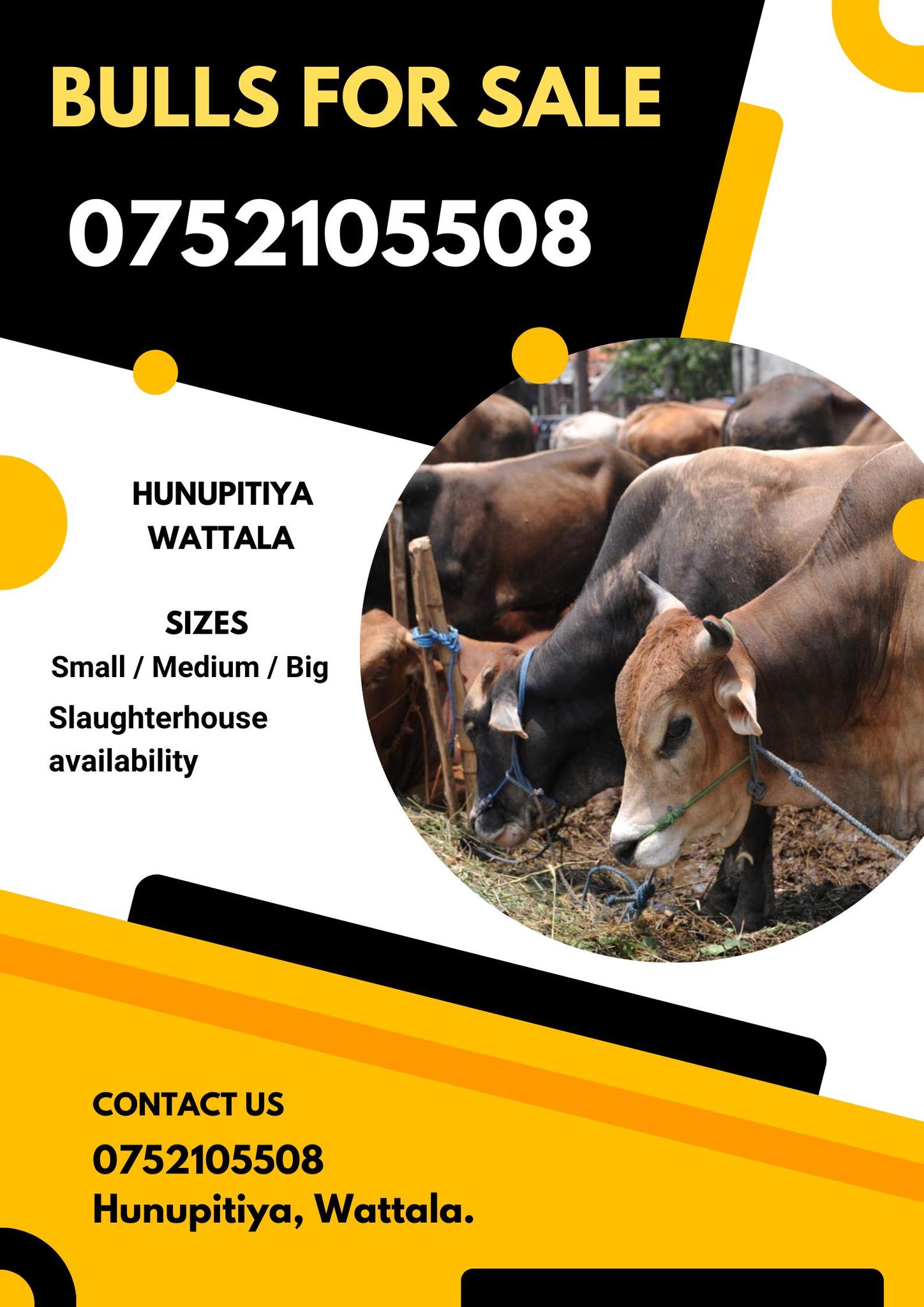 Bulls for sale