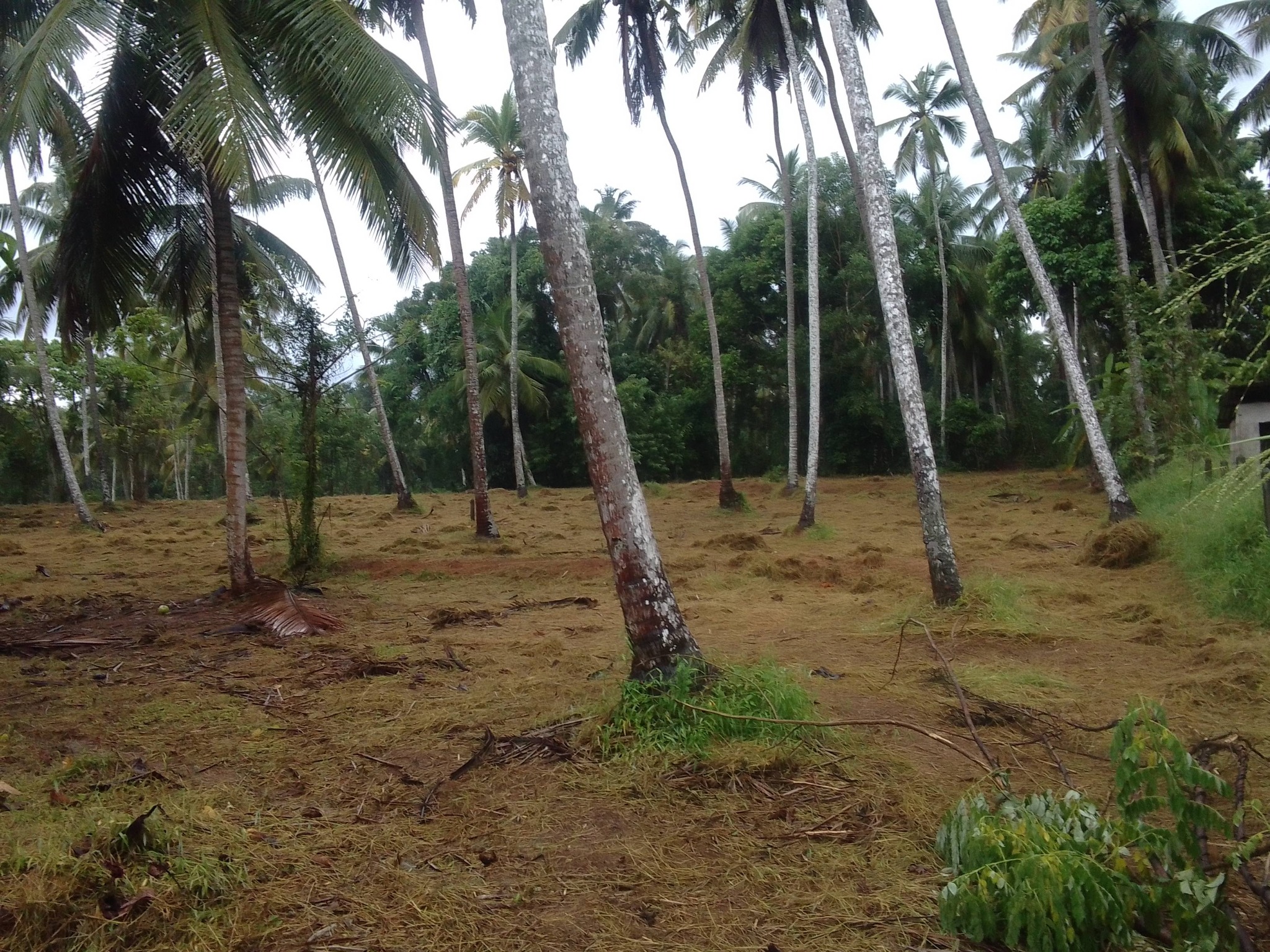 වේයන්ගොඩ කටුනායක ප්‍රධාන මාර්ගයට 60M දුරින් අගනා ඉඩම විකිණීමට…