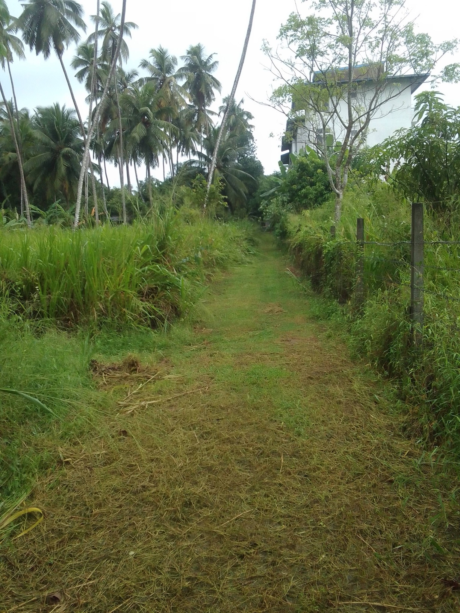 වේයන්ගොඩ කටුනායක ප්‍රධාන මාර්ගයට 60M දුරින් අගනා ඉඩම විකිණීමට…
