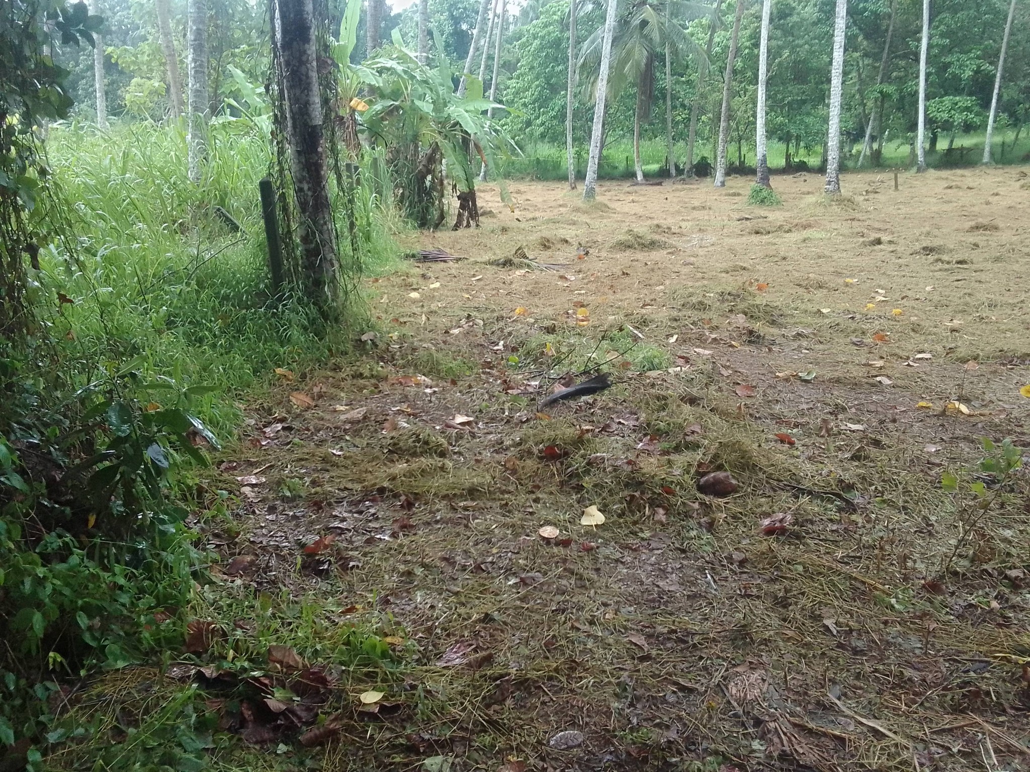 වේයන්ගොඩ කටුනායක ප්‍රධාන මාර්ගයට 60M දුරින් අගනා ඉඩම විකිණීමට…
