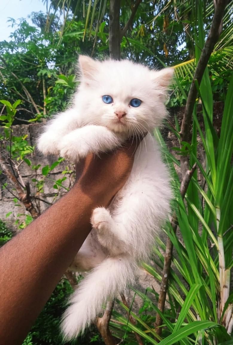 original persian CAT