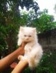 original persian CAT