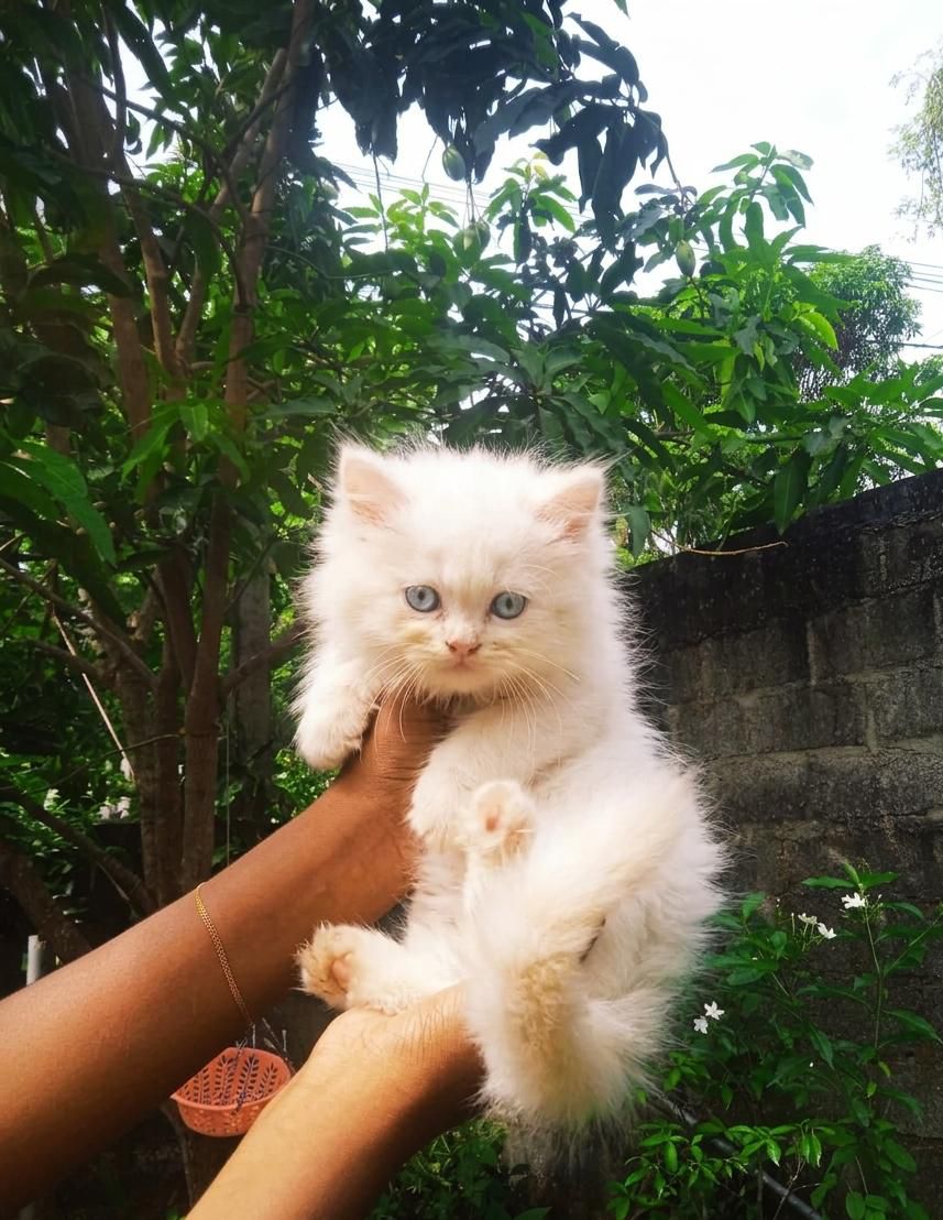 original persian CAT