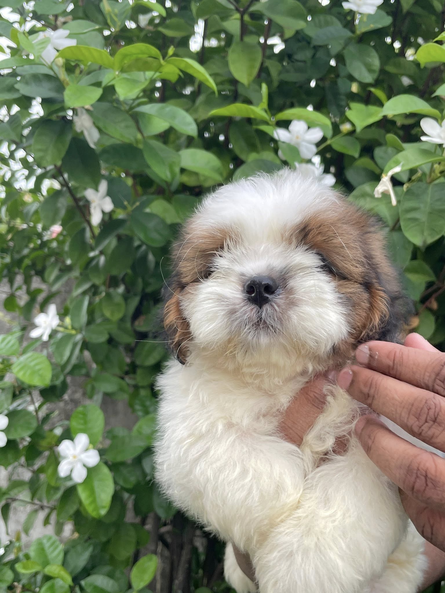 shih-tzu puppy for sale.