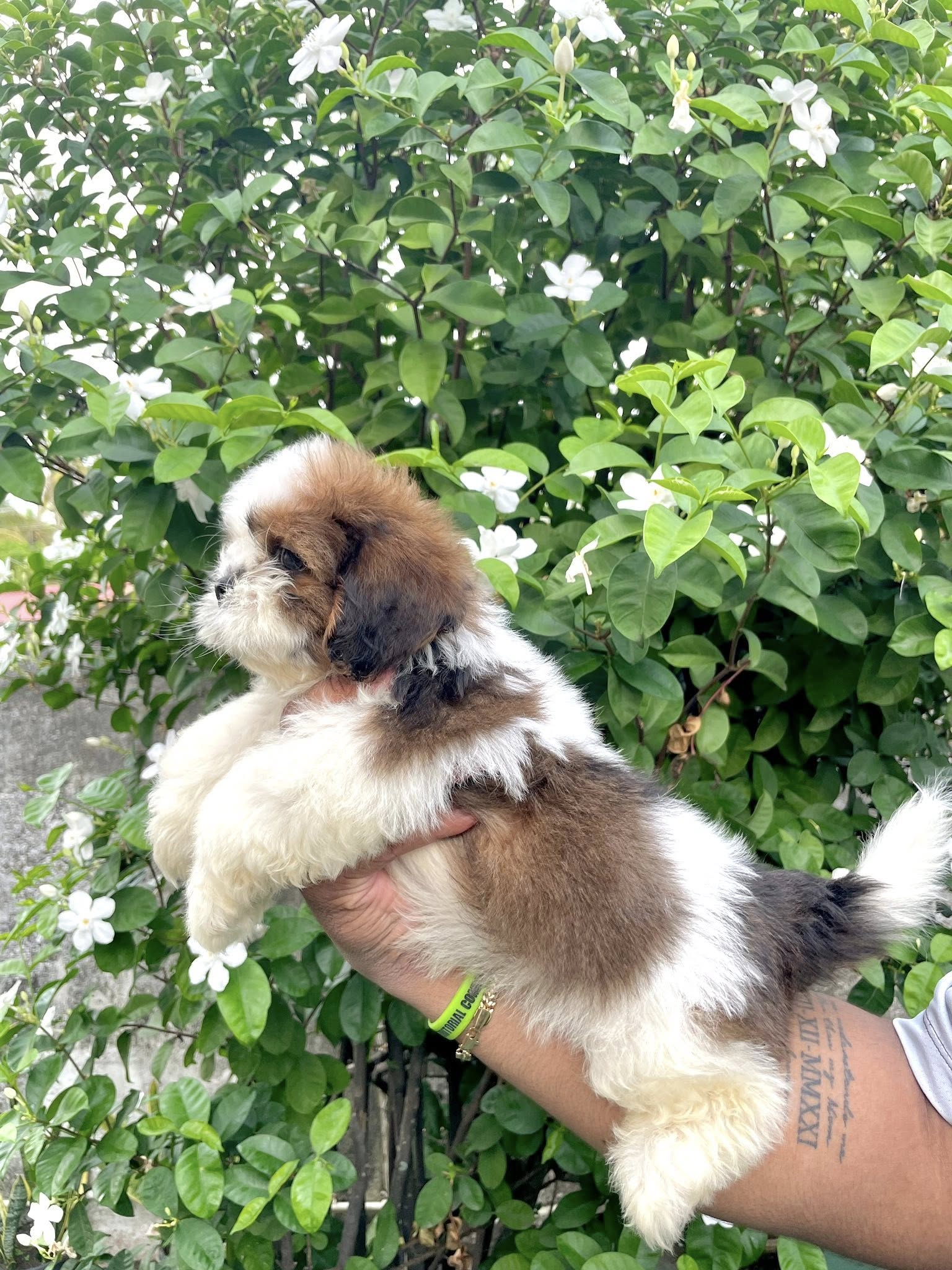 shih-tzu puppy for sale.