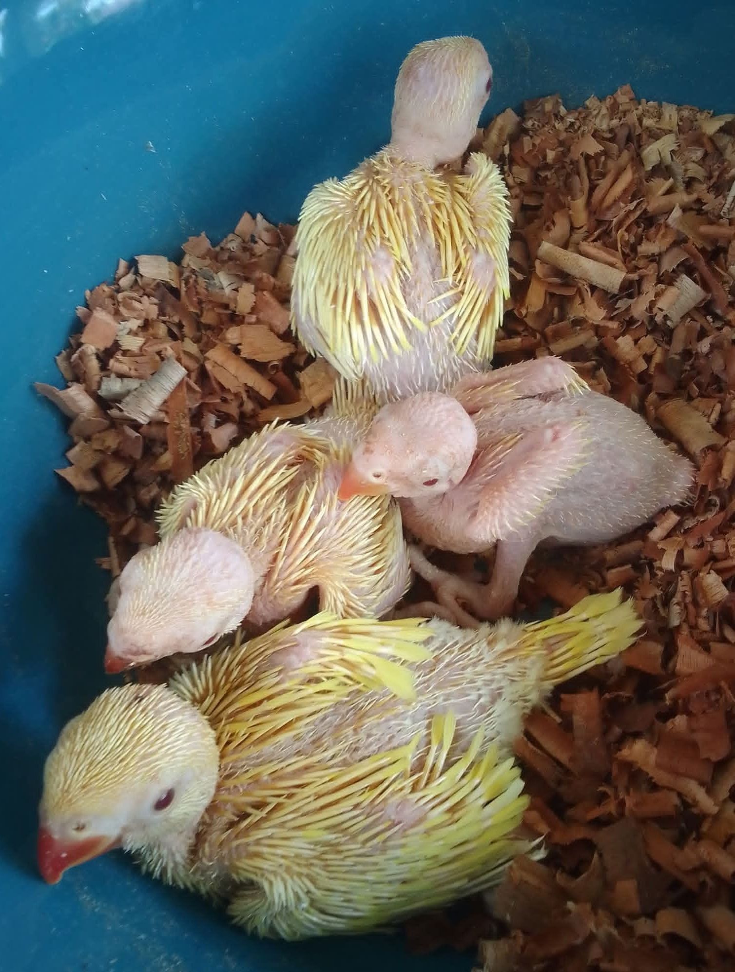කහ රින්නෙක් ජෝඩුවක්