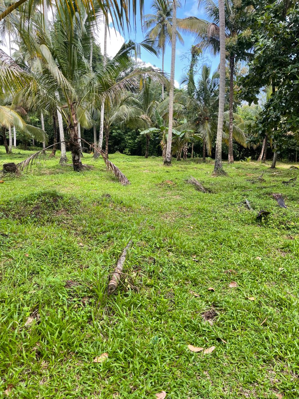 කුරුණෑගල අක්කර දෙකක පොල් ඉඩමක් විකිණීමට ඇත.
