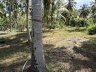 පම්බල, හලාවත ප්‍රදේශයේ ඉඩමක් විකිණීමට