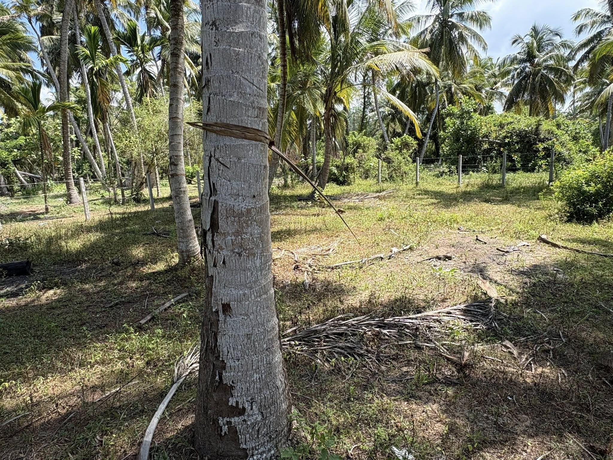 පම්බල, හලාවත ප්‍රදේශයේ ඉඩමක් විකිණීමට