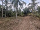 දිවුලපිටිය මීරිගම ප්‍රධාන මාර්ගයට මුහුනලා. පර් 262 සමන්විත අගනා පොල් ඉඩමක් නිවසක් සමග විකිනීමට…. ඇත.
