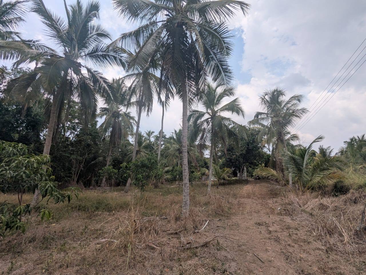 දිවුලපිටිය මීරිගම ප්‍රධාන මාර්ගයට මුහුනලා. පර් 262 සමන්විත අගනා පොල් ඉඩමක් නිවසක් සමග විකිනීමට…. ඇත.