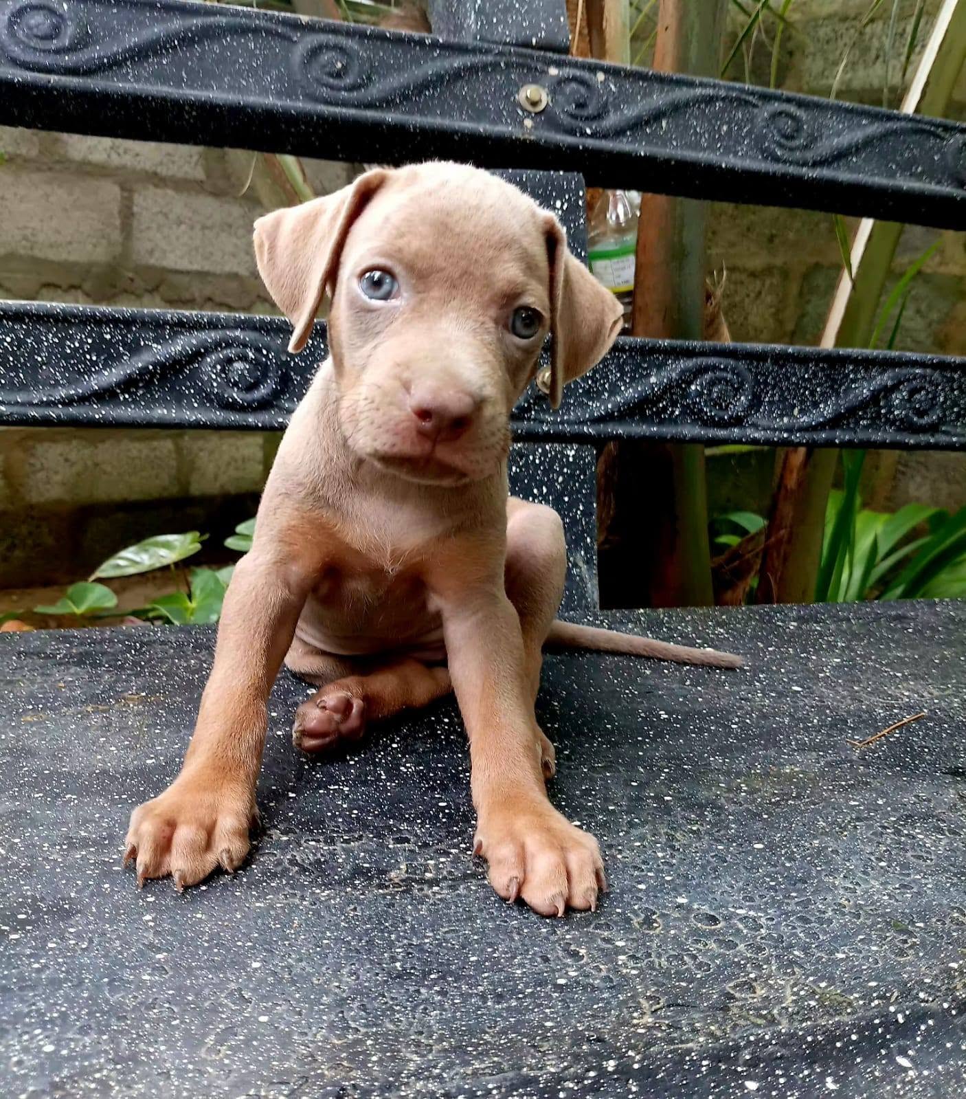 Rhodesian Ridgeback