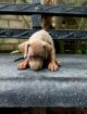 Rhodesian Ridgeback