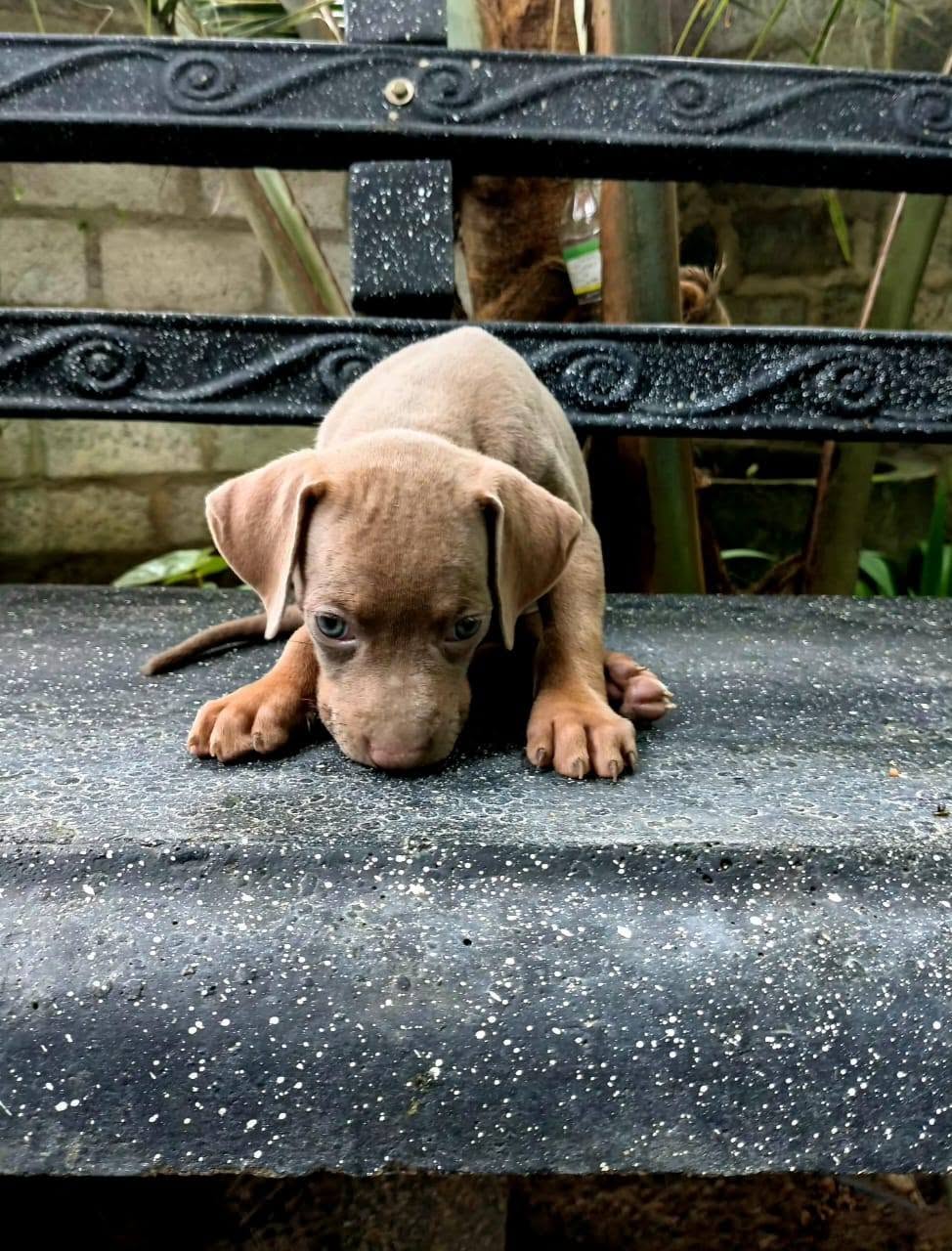 Rhodesian Ridgeback