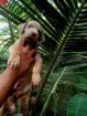 Rhodesian Ridgeback