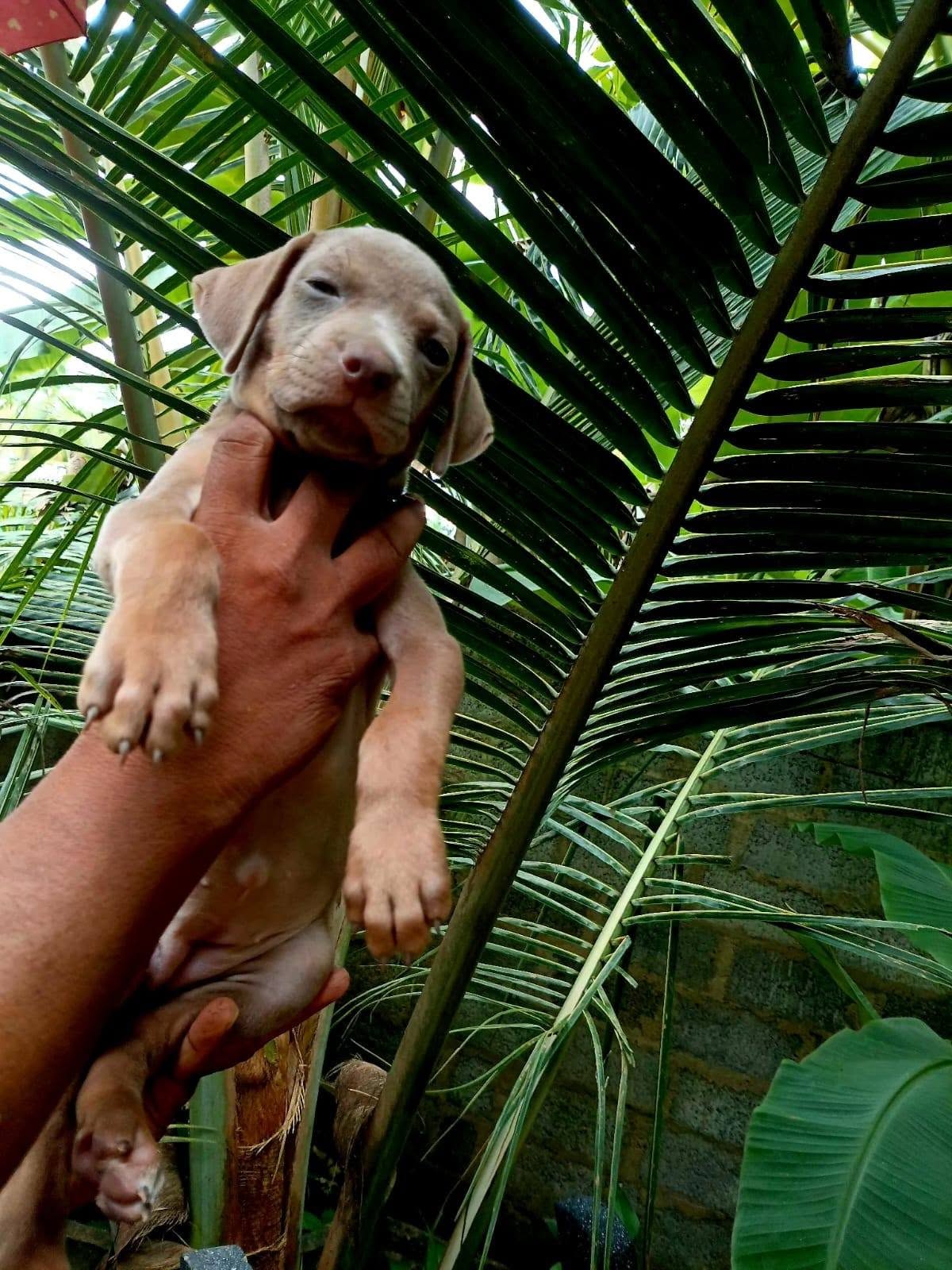Rhodesian Ridgeback