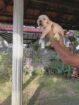 මාසයක් පමණ වයසැති pure labrador retriever පැටවුන් විකිණීමට ඇත.