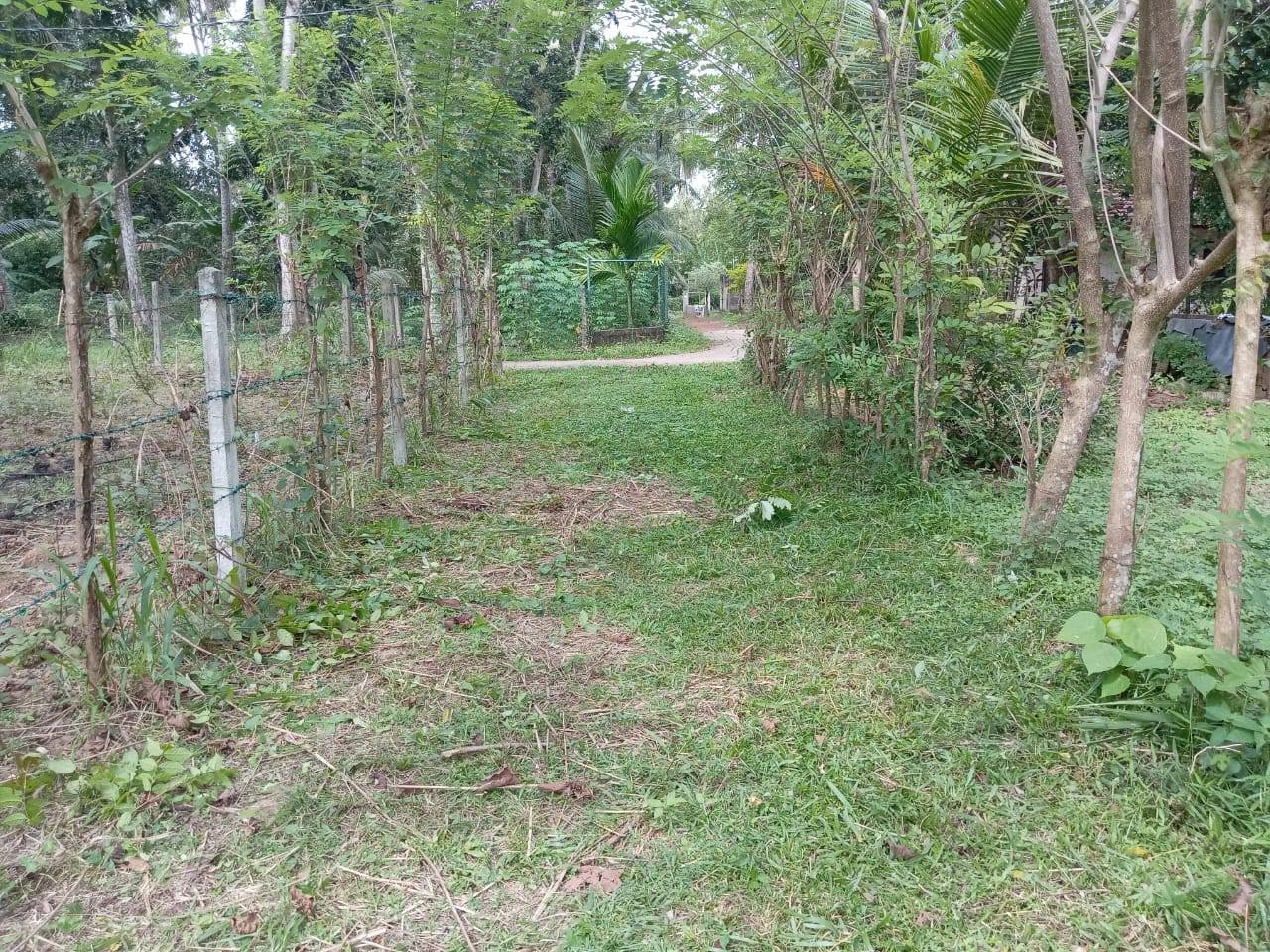 මිනුවන්ගොඩ – කටුනායක ප්‍රධාන පාරට නුදුරින් දැවමොට්ටාව ග්‍රාමයේ පිහිටි පර්.16.5 ක අගනා බිම් කොටස හැකි ඉක්මනින් විකුණනු ලැබේ.