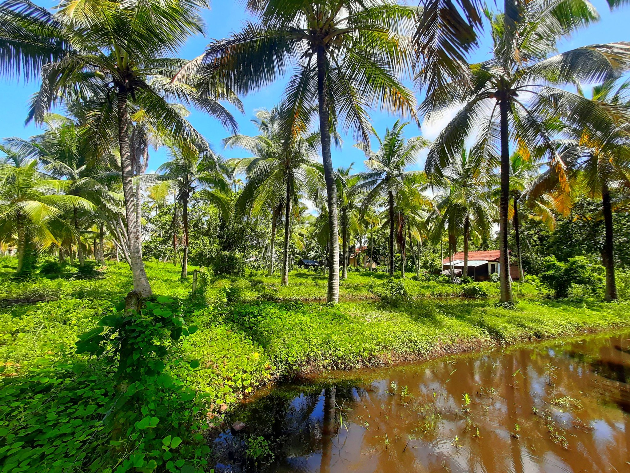 පොල් අක්කරයක්