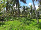 පොල් අක්කරයක්