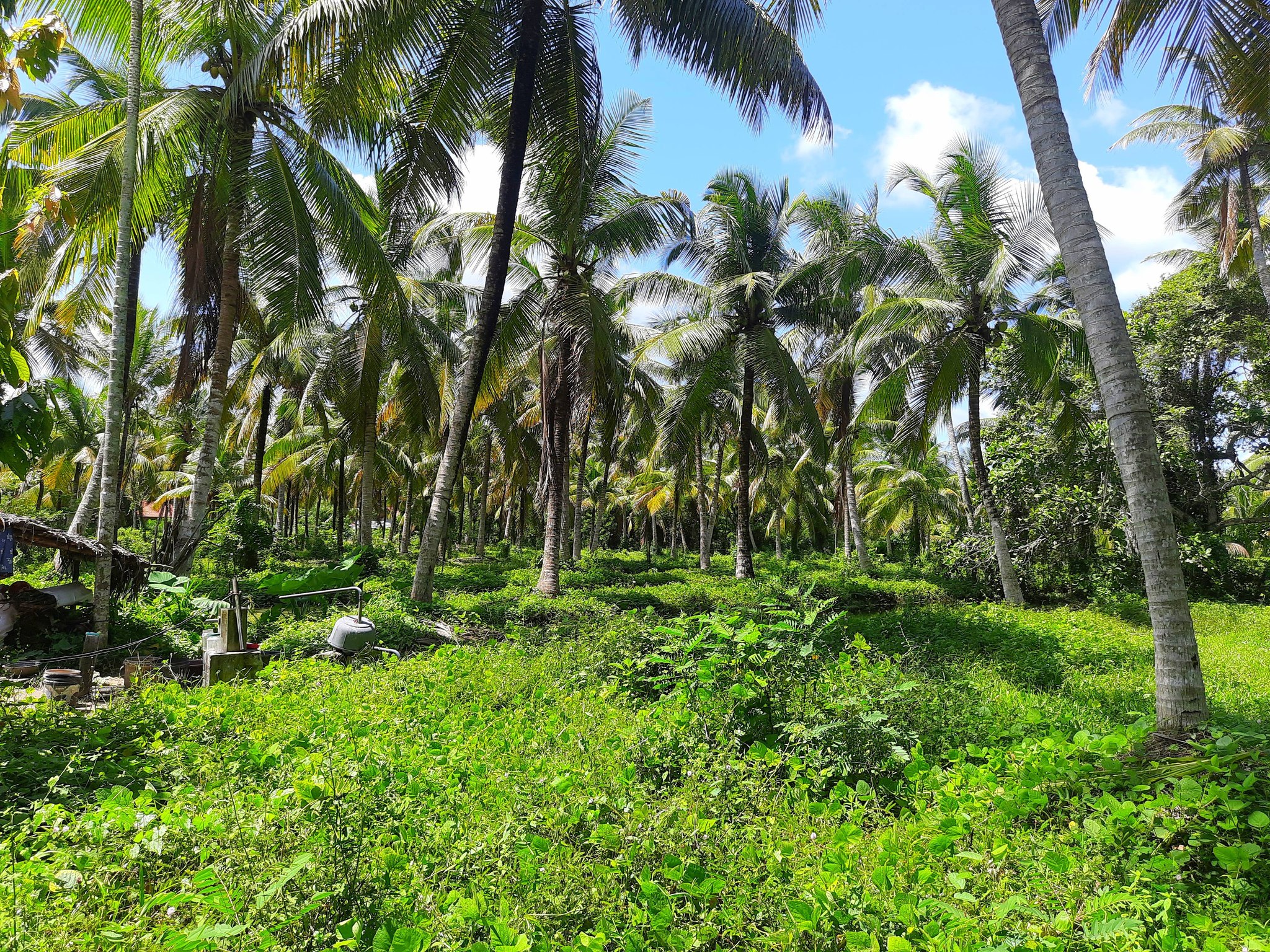 පොල් අක්කරයක්