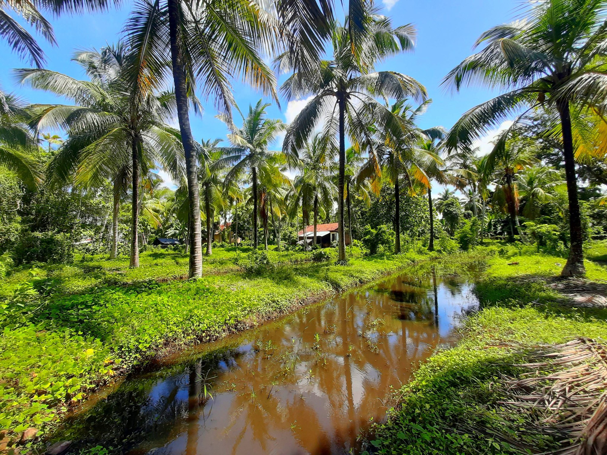 පොල් අක්කරයක්