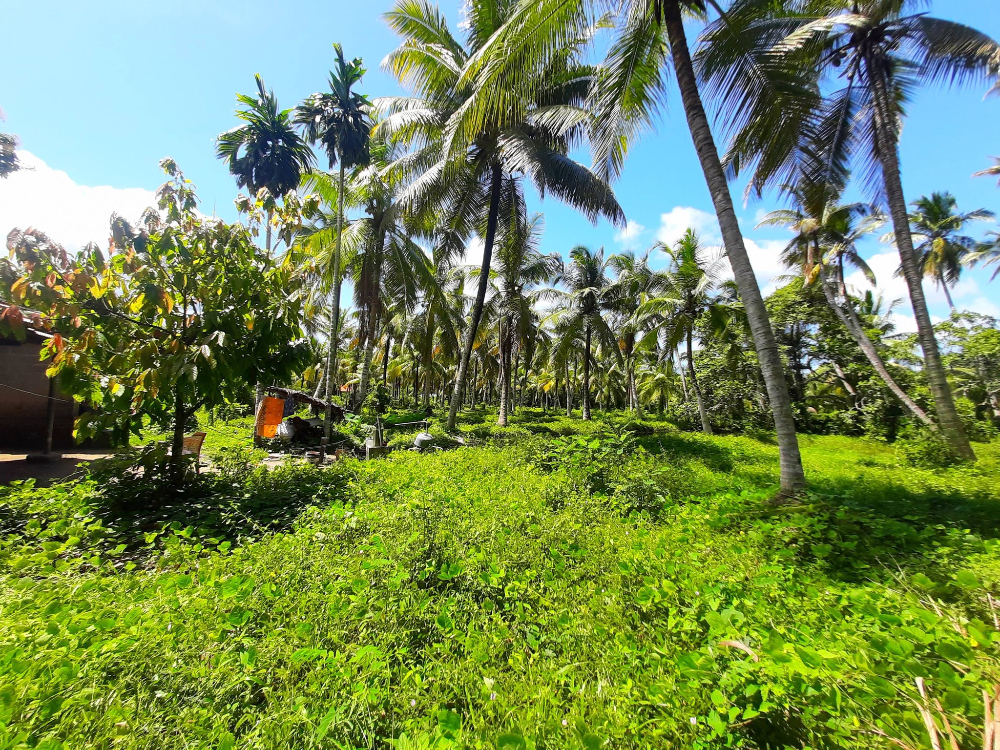 පොල් අක්කරයක්