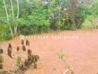 ගම්පහට ආසන්නයෙන් සුපිරි ඉඩම් අවස්ථාවක්!