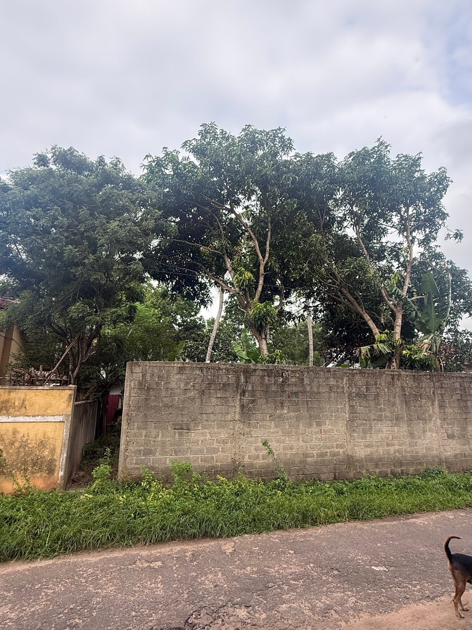 Land for Sale in Katuwapitiya ( Danawardana Garden)