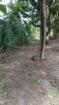 Seeduwa Land For Sale