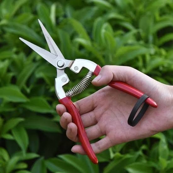 Pruning Scissors