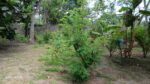 Seeduwa Land For Sale